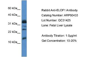 Image no. 1 for anti-Elongation Factor 1 Homolog (ELOF1) (Middle Region) antibody (ABIN2788446)