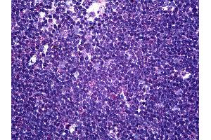 Image no. 2 for anti-CD58 (CD58) (AA 1-241) antibody (ABIN626027)