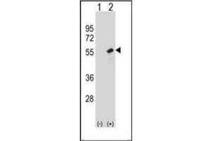 Image no. 1 for anti-Retinoblastoma Binding Protein 7 (RBBP7) (AA 190-219), (Middle Region) antibody (ABIN954472)