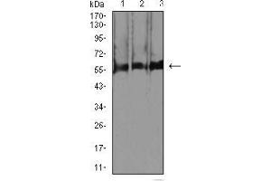 NeuN antibody  (AA 1-140)