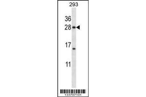 anti-H1 Histone Family, Member X (H1FX) (AA 138-167), (C-Term) antibody