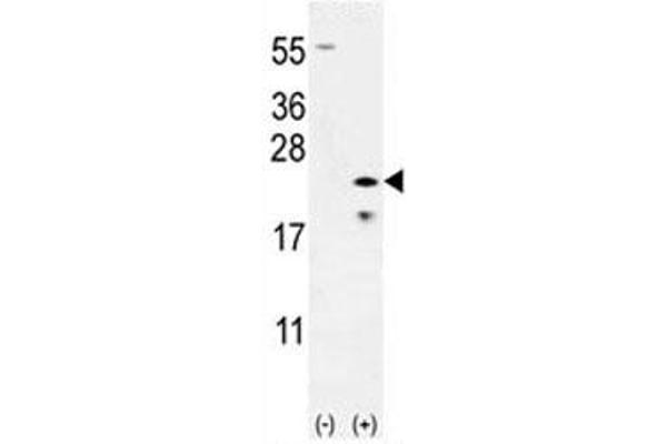 anti-BCL2-Associated X Protein (BAX) (AA 41-76) antibody