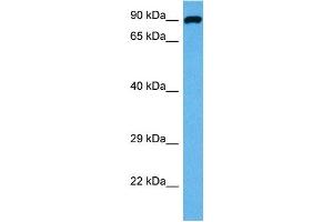 Image no. 2 for anti-Dystroglycan 1 (DAG1) (C-Term) antibody (ABIN2773882)