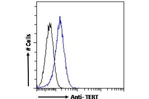 Image no. 1 for anti-Telomerase Reverse Transcriptase (TERT) (AA 597-611) antibody (ABIN940568)