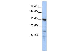 Image no. 1 for anti-Melanoma Inhibitory Activity Protein 2 (MIA2) (N-Term) antibody (ABIN2778961)