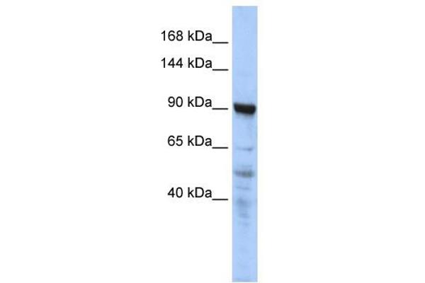 MIA2 antibody  (N-Term)