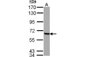 Image no. 1 for anti-Fem-1 Homolog C (FEM1C) (AA 1-228) antibody (ABIN1498244)