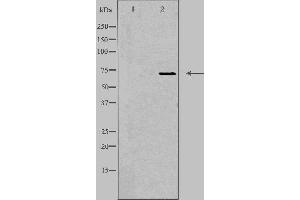 Western blot analysis of extracts from Jurkat cells, using EMR3 antibody.