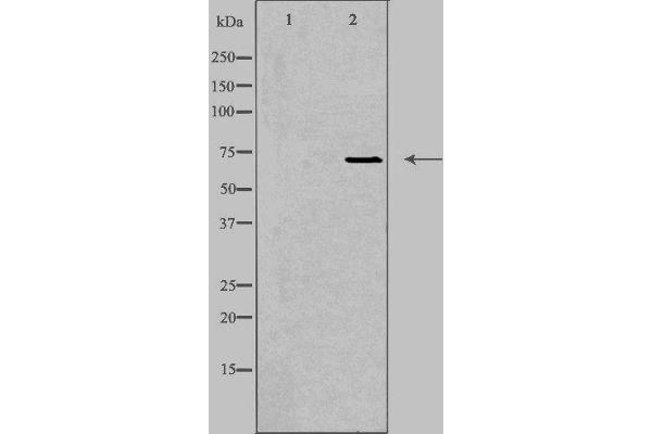 EMR3 antibody  (C-Term)