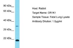 OR1K1 antibody  (C-Term)