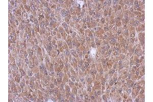 Image no. 1 for anti-Peroxisomal Biogenesis Factor 5 (PEX5) (AA 318-555) antibody (ABIN1500155)