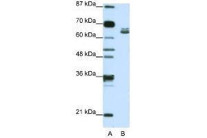 Image no. 2 for anti-Zinc Finger Protein 57 Homolog (ZFP57) (N-Term) antibody (ABIN925951)