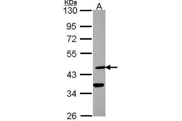anti-Desert Hedgehog (DHH) (Center) antibody