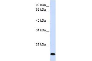 Image no. 1 for anti-Ring Finger Protein 185 (RNF185) (Middle Region) antibody (ABIN635239)