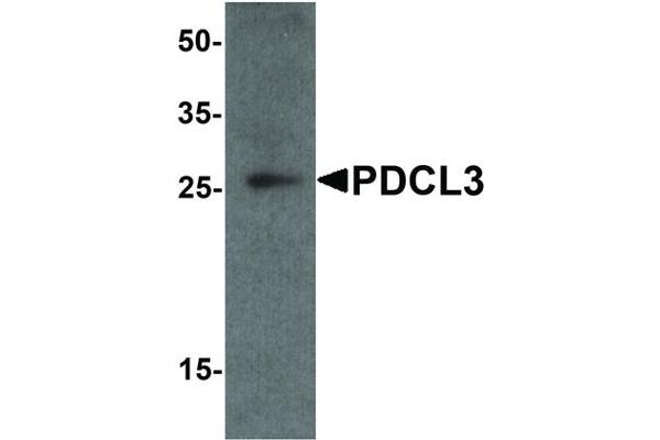 PDCL3 antibody  (C-Term)