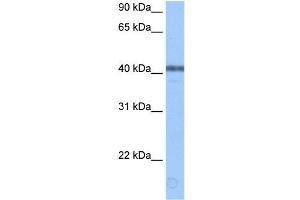 Image no. 1 for anti-Apolipoprotein B mRNA Editing Enzyme, Catalytic Polypeptide-Like 3F (APOBEC3F) (Middle Region) antibody (ABIN633388)