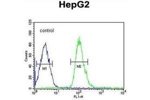 Image no. 1 for anti-Dual Specificity Phosphatase 2 (DUSP2) (AA 269-298), (C-Term) antibody (ABIN951998)