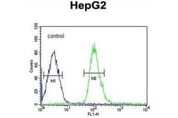 anti-Dual Specificity Phosphatase 2 (DUSP2) (AA 269-298), (C-Term) antibody