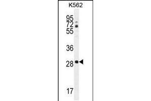anti-C-Type Lectin Domain Family 12, Member B (CLEC12B) (AA 249-276), (C-Term) antibody