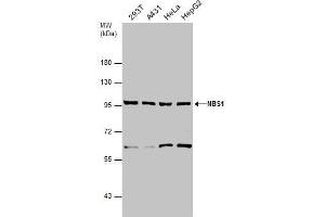 Image no. 2 for anti-NLR Family, Pyrin Domain Containing 2 (NLRP2) (Center) antibody (ABIN2855584)