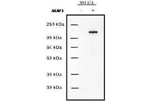 Western blot using  protein A purified anti-UPLC1/ASAP3 antibody shows detection of UPLC1/ASAP3 in NIH/3T3 cells over-expressing the protein.