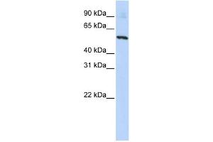Image no. 2 for anti-Solute Carrier Family 36 (Proton/amino Acid Symporter), Member 2 (SLC36A2) (N-Term) antibody (ABIN2781742)