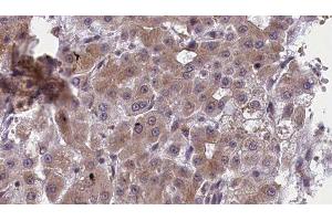 Image no. 1 for anti-Purinergic Receptor P2Y, G-Protein Coupled, 11 (P2RY11) antibody (ABIN6266258)