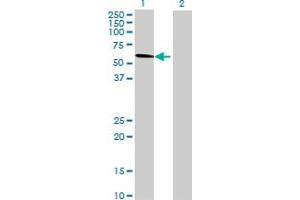 Western Blot analysis of GRWD1 expression in transfected 293T cell line by GRWD1 MaxPab polyclonal antibody.