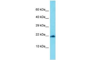 Image no. 1 for anti-Mitochondrial Ribosomal Protein L22 (MRPL22) (C-Term) antibody (ABIN2789276)