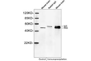 Image no. 1 for anti-Enolase 2 (Gamma, Neuronal) (ENO2) (C-Term) antibody (ABIN1574104)