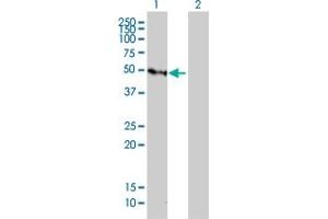 Image no. 3 for anti-Growth Factor Independent 1 (GFI1) (AA 1-91) antibody (ABIN561035)