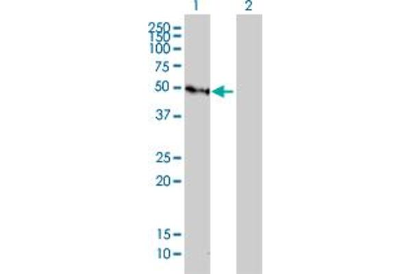 GFI1 antibody  (AA 1-91)