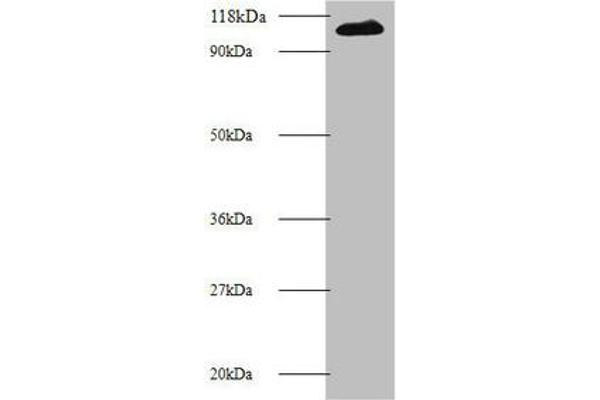 MIB1 anticorps  (AA 5-332)