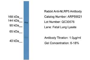 Image no. 2 for anti-NLR Family, Pyrin Domain Containing 5 (NLRP5) (N-Term) antibody (ABIN2787916)