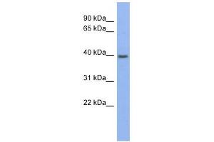 Image no. 1 for anti-Pannexin 3 (PANX3) (Middle Region) antibody (ABIN635645)