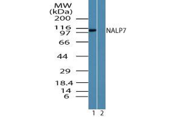 NLRP7 抗体  (AA 106-122)