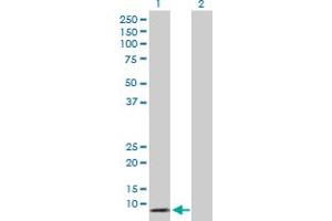 DEFA5 antibody  (AA 1-94)