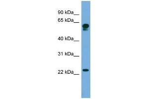 Image no. 1 for anti-Chromosome 14 Open Reading Frame 126 (C14orf126) (Middle Region) antibody (ABIN2784958)