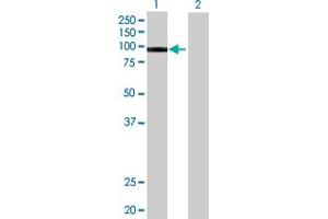 Image no. 1 for anti-E74-Like Factor 1 (Ets Domain Transcription Factor) (ELF1) (AA 1-619) antibody (ABIN515244)