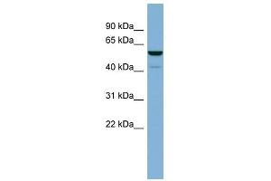 Image no. 1 for anti-Cytosol Aminopeptidase (LAP3) (N-Term) antibody (ABIN631475)