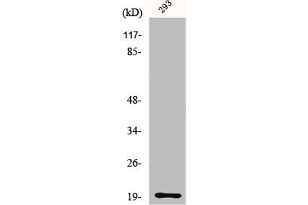 MRPS25 antibody  (C-Term)