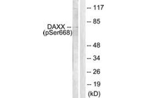 Western blot analysis of extracts from 293 cells treated with PBS 60', using Daxx (Phospho-Ser668) Antibody.
