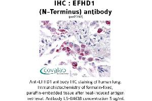 Image no. 2 for anti-EF-Hand Domain Family, Member D1 (EFHD1) (N-Term) antibody (ABIN1733906)