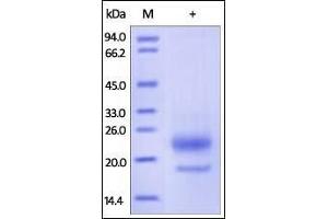Image no. 1 for R-Spondin 3 (RSPO3) (AA 22-146) protein (His tag) (ABIN2181682)