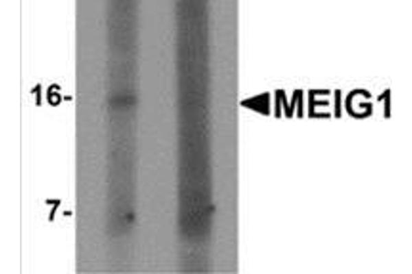 MEIG1 抗体  (C-Term)