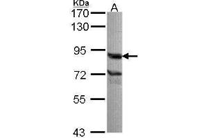 Image no. 2 for anti-THO Complex 1 (THOC1) (C-Term) antibody (ABIN2855518)