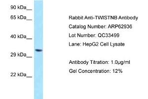 Image no. 1 for anti-TWIST Neighbor (TWISTNB) (C-Term) antibody (ABIN2789304)