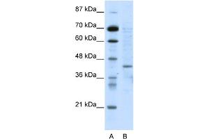 Image no. 1 for anti-Ring Finger Protein 1 (RING1) (N-Term) antibody (ABIN2780455)