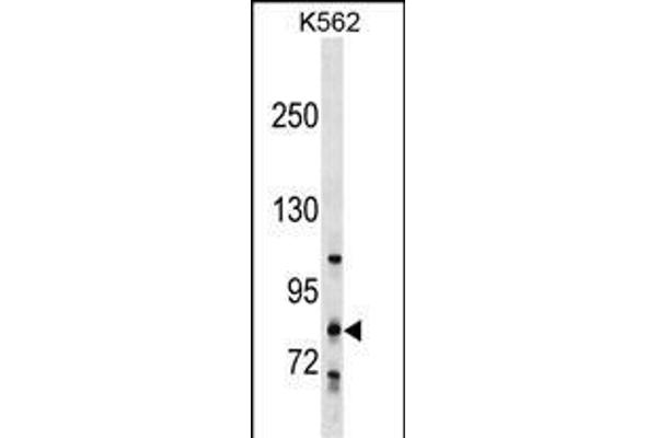 GLT25D2 抗体  (N-Term)