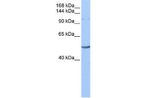Image no. 1 for anti-La Ribonucleoprotein Domain Family, Member 1 (LARP1) (N-Term) antibody (ABIN2776606)